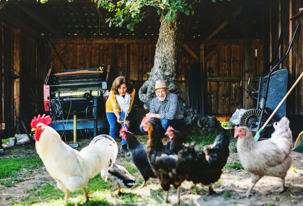 A senior couple with hens on a farm.